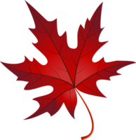 folhas de maple outono png