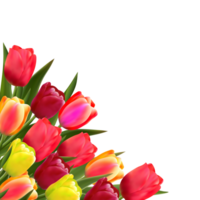 Spring tulip flower. png