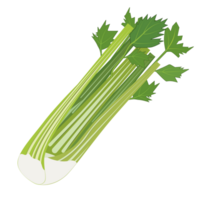 Fresh Vegetable Celery icon png