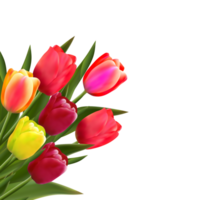 Primavera tulipa flor. png