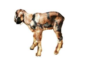 small goat baby isolated on white background photo