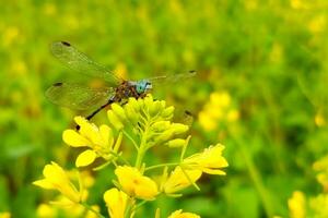 hermosa libélula en mostaza flor foto