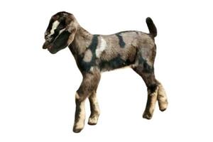 small goat baby isolated on white background photo
