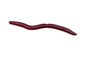 Earthworm isolated on white background photo