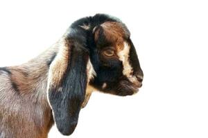 Baby Goat head isolated on white background photo