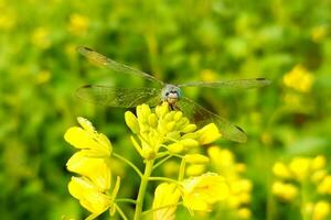 hermosa libélula en mostaza flor foto