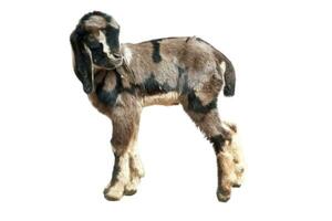 small goat baby isolated on white background photo