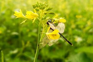 Beautiful dragonfly on mustard flower photo