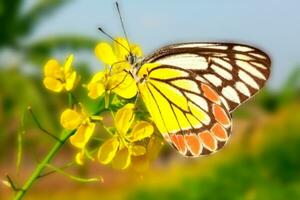 Yellow mustard flower on delias eucharis or jezebel butterfly blurred background photo