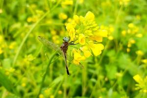 hermosa libélula en mostaza flor foto