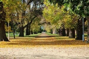 autumn park view photo