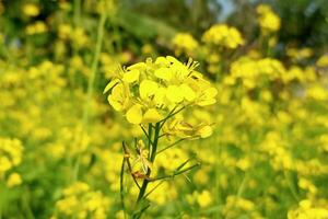 Beautiful field of mustard flowers photo