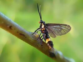 hermosa escarlata libélula fotografía, hermosa libélula en naturaleza, macro fotografía, hermosa naturaleza foto