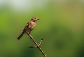 pájaro fotografía, pájaro imagen, más hermosa pájaro fotografía, naturaleza fotografía foto