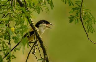 pájaro fotografía, pájaro imagen, más hermosa pájaro fotografía, naturaleza fotografía foto