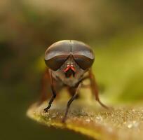 hermosa escarlata libélula fotografía, hermosa libélula en naturaleza, macro fotografía, hermosa naturaleza foto