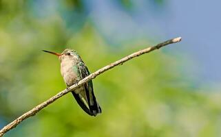 pájaro fotografía, pájaro imagen, más hermosa pájaro fotografía, naturaleza fotografía foto