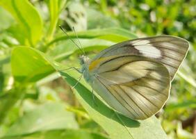 monarca, hermosa mariposa fotografía, hermosa mariposa en flor, macro fotografía, bello naturaleza foto