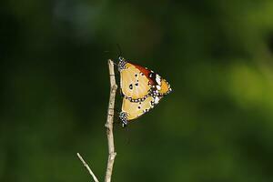 Monarch, Beautiful Butterfly Photography, Beautiful butterfly on flower, Macro Photography, Beautyful Nature photo