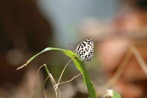 Monarch, Beautiful Butterfly Photography, Beautiful butterfly on flower, Macro Photography, Beautyful Nature photo