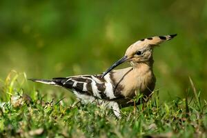 pájaro fotografía, pájaro imagen, más hermosa pájaro fotografía, naturaleza fotografía foto