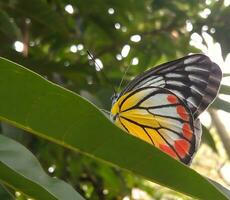 monarca, hermosa mariposa fotografía, hermosa mariposa en flor, macro fotografía, bello naturaleza foto