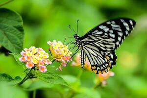 monarca, hermosa mariposa fotografía, hermosa mariposa en flor, macro fotografía, bello naturaleza foto