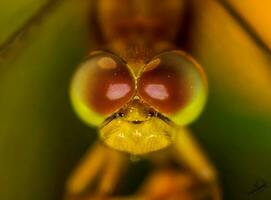 hermosa escarlata libélula fotografía, hermosa libélula en naturaleza, macro fotografía, hermosa naturaleza foto