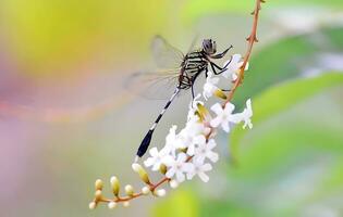 hermosa escarlata libélula fotografía, hermosa libélula en naturaleza, macro fotografía, hermosa naturaleza foto