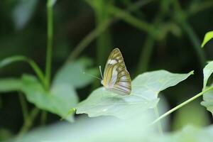 Monarch, Beautiful Butterfly Photography, Beautiful butterfly on flower, Macro Photography, Beautyful Nature photo