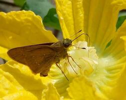 monarca, hermosa mariposa fotografía, hermosa mariposa en flor, macro fotografía, bello naturaleza foto