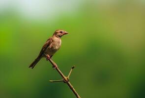 pájaro fotografía, pájaro imagen, más hermosa pájaro fotografía, naturaleza fotografía foto