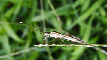 hermosa escarlata libélula fotografía, hermosa libélula en naturaleza, macro fotografía, hermosa naturaleza foto