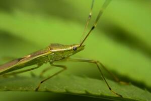 hermosa escarlata libélula fotografía, hermosa libélula en naturaleza, macro fotografía, hermosa naturaleza foto