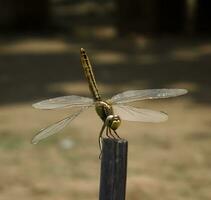 hermosa escarlata libélula fotografía, hermosa libélula en naturaleza, macro fotografía, hermosa naturaleza foto