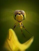 hermosa escarlata libélula fotografía, hermosa libélula en naturaleza, macro fotografía, hermosa naturaleza foto
