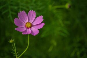 Flower Beautiful Flowers Nature,photography, flowers, flowering plant, beauty in nature, freshness photo