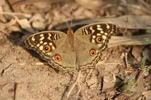 monarca, hermosa mariposa fotografía, hermosa mariposa en flor, macro fotografía, bello naturaleza foto