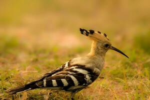 pájaro fotografía, pájaro imagen, más hermosa pájaro fotografía, naturaleza fotografía foto