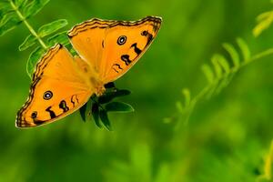 Monarch, Beautiful Butterfly Photography, Beautiful butterfly on flower, Macro Photography, Beautyful Nature photo