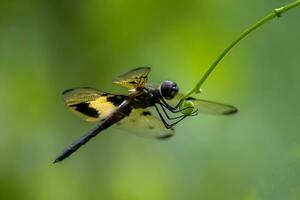 hermosa escarlata libélula fotografía, hermosa libélula en naturaleza, macro fotografía, hermosa naturaleza foto