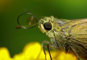 hermosa escarlata libélula fotografía, hermosa libélula en naturaleza, macro fotografía, hermosa naturaleza foto