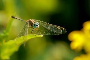 Beautiful Scarlet dragonfly Photography, Beautiful dragonfly on nature, Macro Photography, Beautiful Nature photo