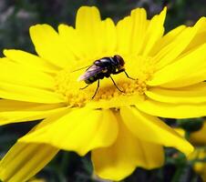 Flower Beautiful Flowers Nature,photography, flowers, flowering plant, beauty in nature, freshness photo