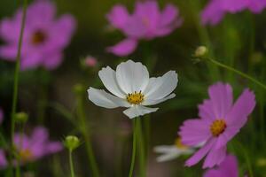 Flower Beautiful Flowers Nature,photography, flowers, flowering plant, beauty in nature, freshness photo