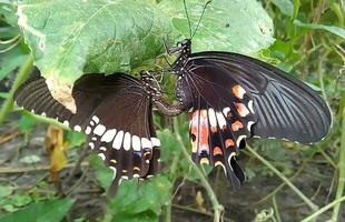 monarca, hermosa mariposa fotografía, hermosa mariposa en flor, macro fotografía, bello naturaleza foto