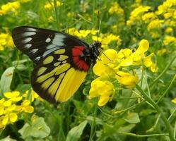 monarca, hermosa mariposa fotografía, hermosa mariposa en flor, macro fotografía, bello naturaleza foto