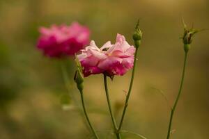 Flower Beautiful Flowers Nature,photography, flowers, flowering plant, beauty in nature, freshness photo