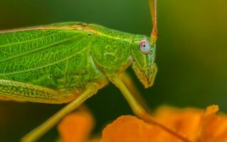 hermosa escarlata libélula fotografía, hermosa libélula en naturaleza, macro fotografía, hermosa naturaleza foto