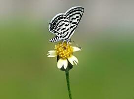 monarca, hermosa mariposa fotografía, hermosa mariposa en flor, macro fotografía, bello naturaleza foto